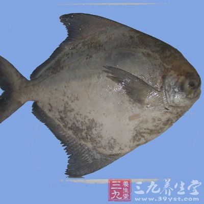 青石斑鱼因体色为青褐色,故又称青斑