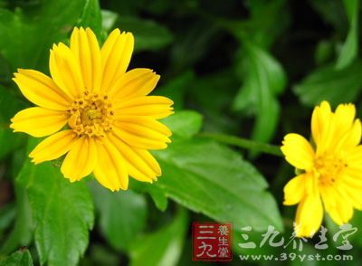 野菊花