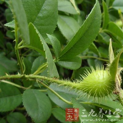 金樱子中含有大量的酸性物质和皂甙