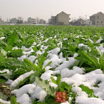 雪里红功效主治非常多