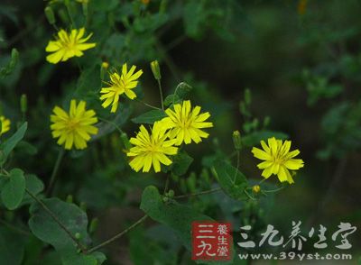 种别名:苦碟子,黄瓜菜,苦荬菜. 中药名:抱茎苦荬菜.