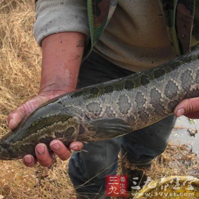 乌鱼体圆长，口大牙利，性凶猛