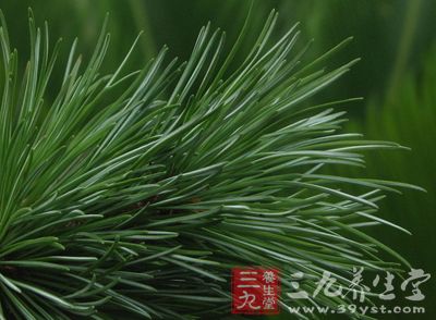 松叶以除邪气为主，邪去则正安，疾病不生