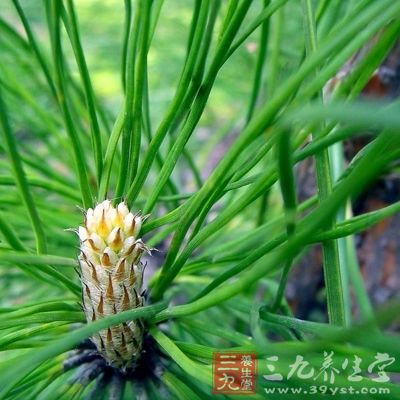 马尾松叶一两，水煎去渣，加冰糖一两调服