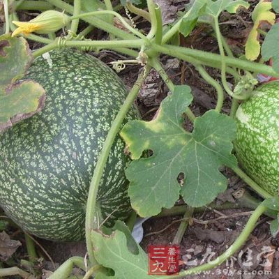 黑籽南瓜(Cucurbita ficifolia)，又叫笋瓜、金瓜、西洋南瓜