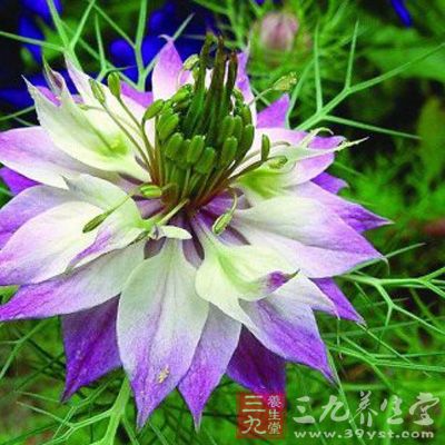 黑种草子功效与作用_中药百科