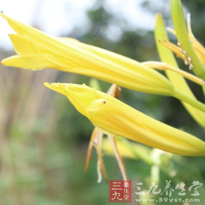 黃花菜治失眠的兩個(gè)小配方