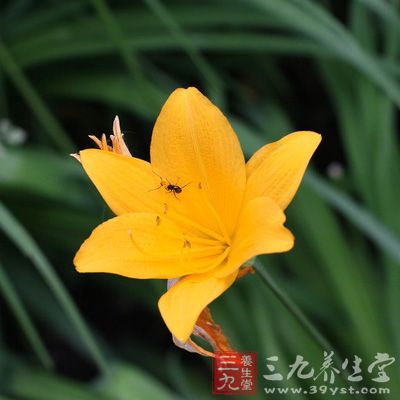 常吃黃花菜能滋潤皮膚，增強(qiáng)皮膚的韌性和彈力