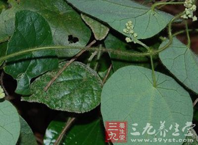 锡生藤功效与作用