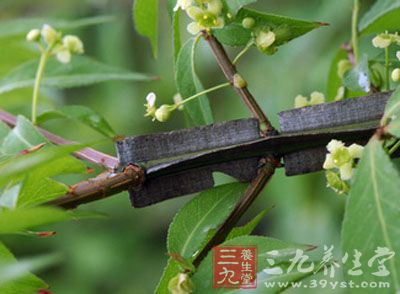 鬼箭羽又叫鬼箭、六月凌、四面锋、蓖箕柴、四棱树