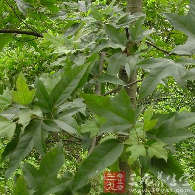 半枫荷功效与作用