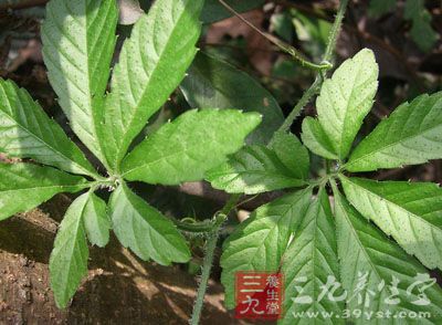 绞股蓝具有显著降低胆固醇(TCH) 绞股蓝具有显著降低胆固醇(TCH)