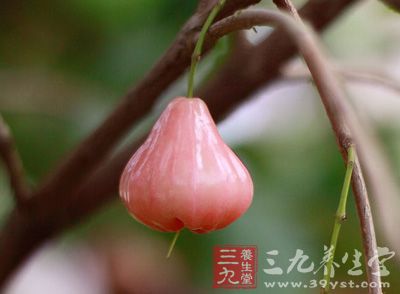 蓮霧(學(xué)名：Syzygium samarangense)，又名洋蒲桃