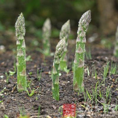 芦笋中含有丰富的抗癌元素之王—硒