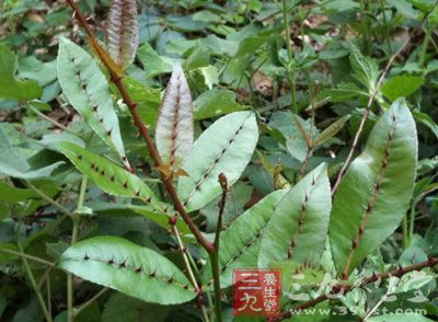 两面针功效与作用