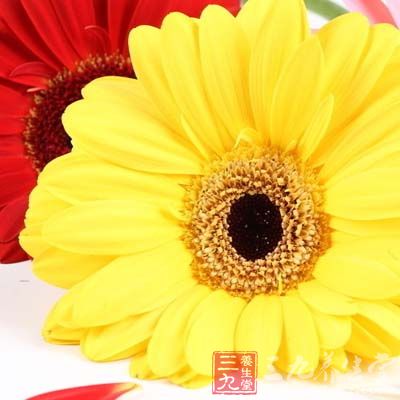 山楂片15克、菊花10克 山楂片15克、菊花10克