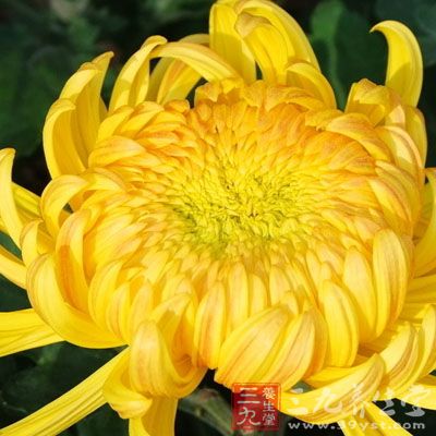 菊花15克,粳米100克 菊花15克,粳米100克