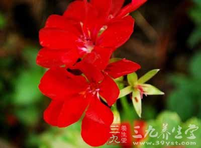 红花花初开为黄色，后转为橘红色