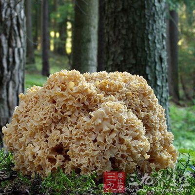 专家称绣球菌只是肿瘤患者的辅助营养品 - 三九养生堂