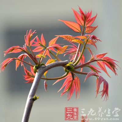 香椿含有蛋白质、脂肪、碳水化合物外，还有丰富的维生素等多种营养成分