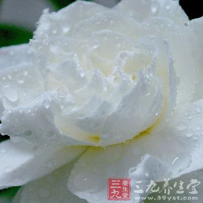 性寒,味甘苦;人肺、肝经 性寒,味甘苦;人肺、肝经