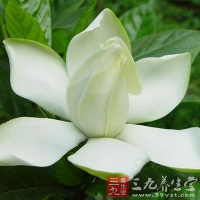 栀子花含有纤维素,能促进大肠蠕动 栀子花含有纤维素,能促进大肠蠕动