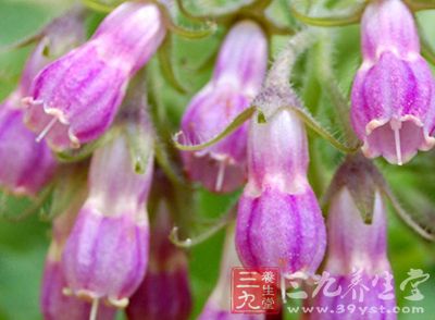 苦参研末,紫皮大蒜掐烂成泥外敷患处 苦参研末,紫皮大蒜掐烂成泥外敷患处