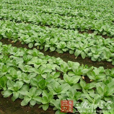 每百克鲜重含蛋白质1.3克,碳水化合物2.3克 每百克鲜重含蛋白质1.3克,碳水化合物2.3克