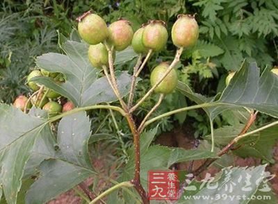 山楂叶功效与作用图片