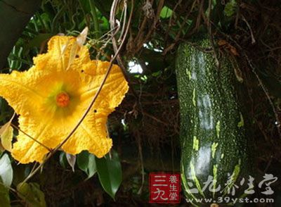 经常食用方瓜的人其实对于它的保健功效并不了解 经常食用方瓜的人其实对于它的保健功效并不了解