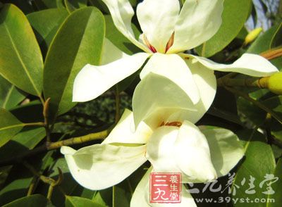 玉兰花性味辛、温，具有祛风散寒通窍、宣肺通鼻的功效