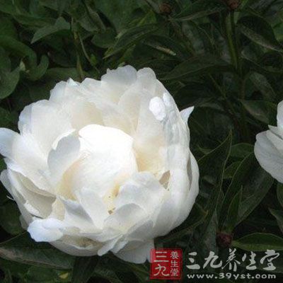 扩张冠状动脉,降低血压 扩张冠状动脉,降低血压