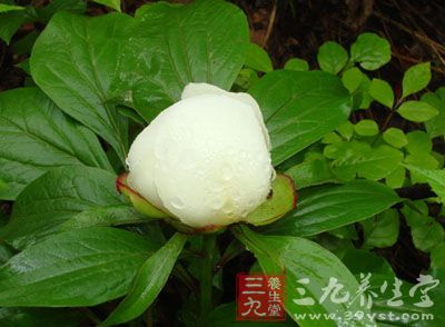 白芍可养血柔肝,缓中止痛,敛阴收汗 白芍可养血柔肝,缓中止痛,敛阴收汗