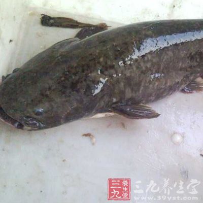 清洗鯰魚時(shí)，一定要將魚卵清除掉