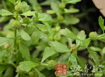 每日一次，连用三至五天，就有不错效果