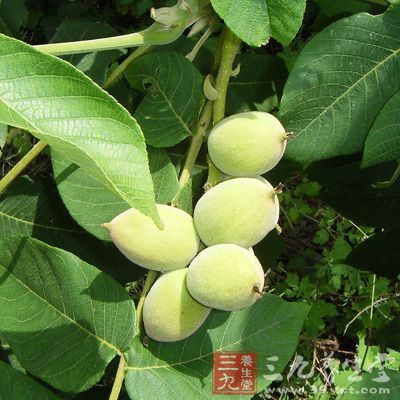 核桃黑發(fā)，秋冬季吃核桃是佳時(shí)季