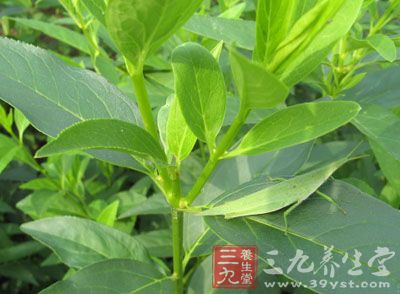 但银花尚能凉血止痢;连翘又能清心热，散结消瘰