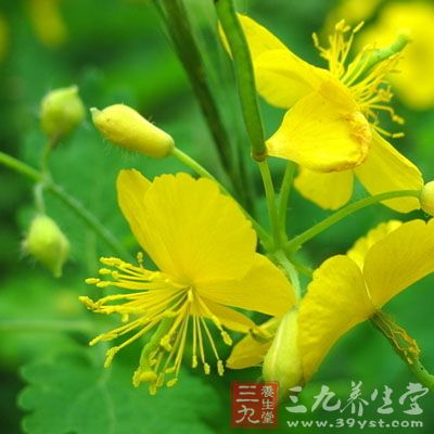 菊花12克，连翘12克，生甘草5克