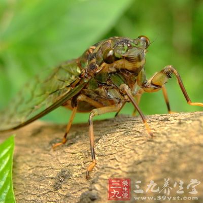 知了未經(jīng)加工處理不可食用