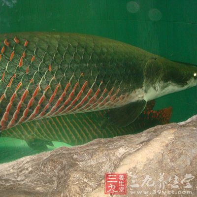 青魚所含鋅、硒等微量元素，有助于防癌、抗癌