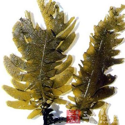昆布功效与作用_中药百科