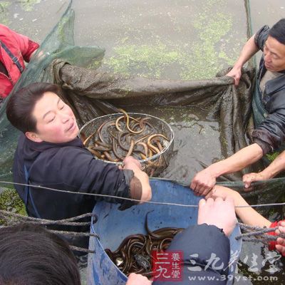 黄鳝富含蛋白质，具有维持钾钠平衡