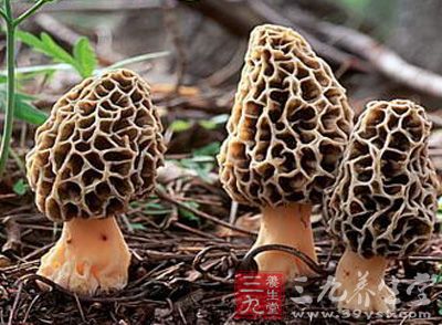 羊肚菌功效与作用