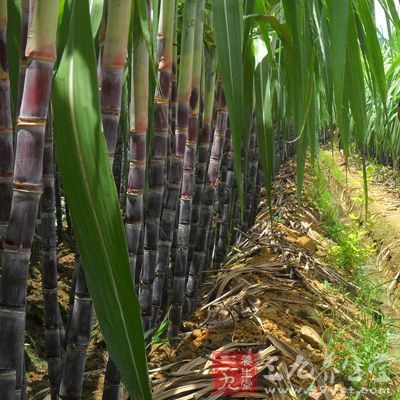 甘蔗的含铁量在各种水果中，雄踞“冠军”宝座，具有“补血果”的美称