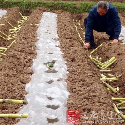 甘蔗的含铁量在各种水果中，雄踞“冠军”宝座，具有“补血果”的美称