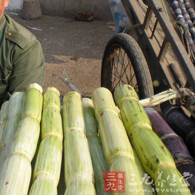 甘蔗的含铁量在各种水果中，雄踞“冠军”宝座，具有“补血果”的美称