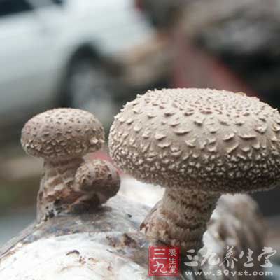 北菇含丰富蛋白质,粗纤维和维生素能增强机体对肿瘤的免疫力 北菇含丰富蛋白质,粗纤维和维生素能增强机体对肿瘤的免疫力