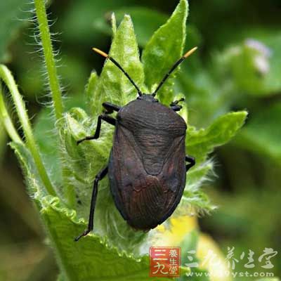 九香虫功效与作用