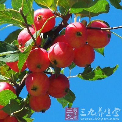 沙果富含蛋白質(zhì)、脂肪、碳水化合物、熱量、粗纖維、胡蘿卜素等