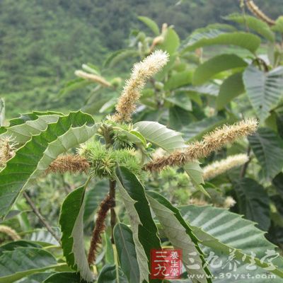 雌雄同株，雄花為直立柔荑花序